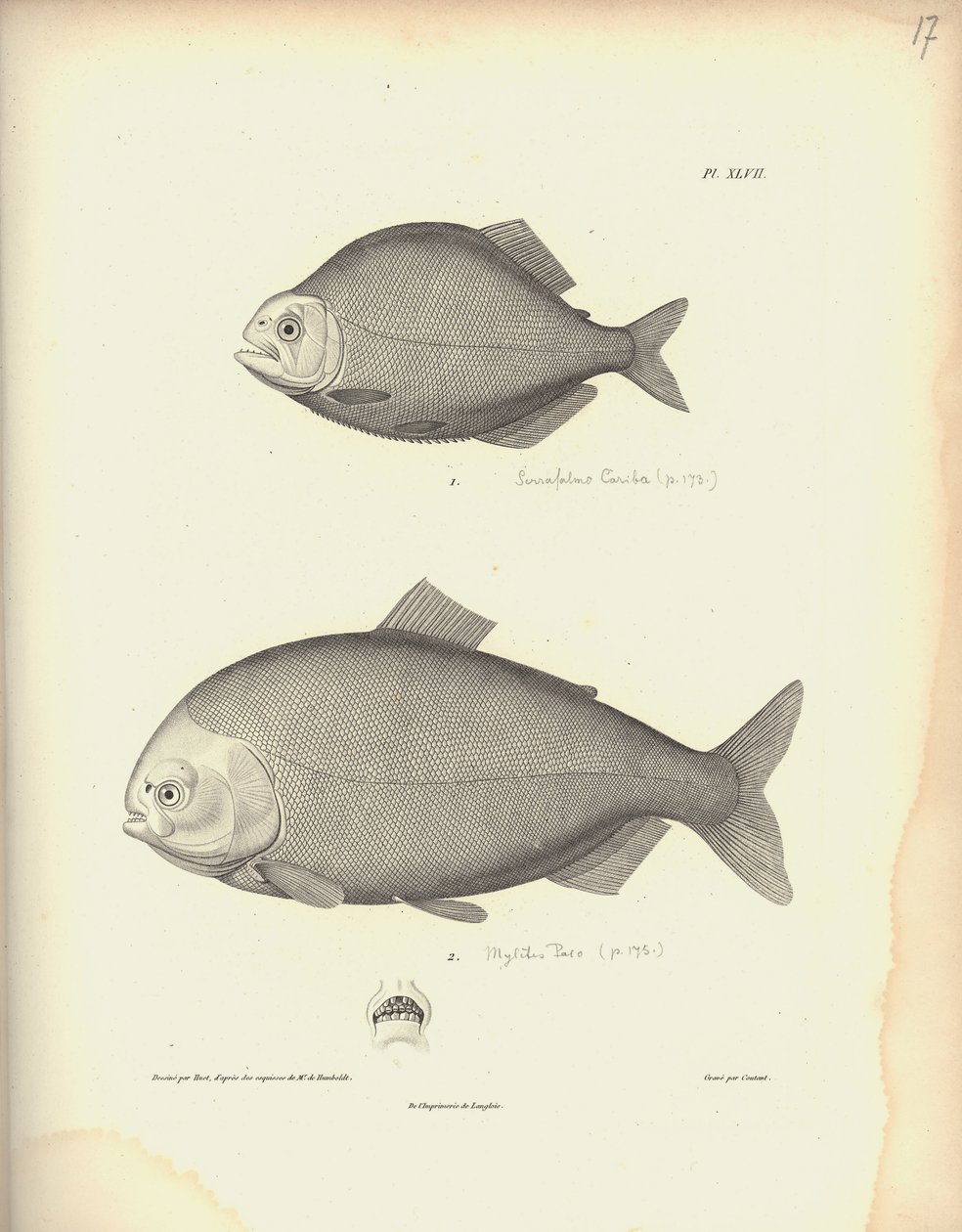 Characidae, Pl. XLVII, Nicola Huet (1770-1827) tarafından yapılan bir gravürden sonra Coutant tarafından oyulmuş çelik, Al. V. by Baron Friedrich Alexander von Humboldt