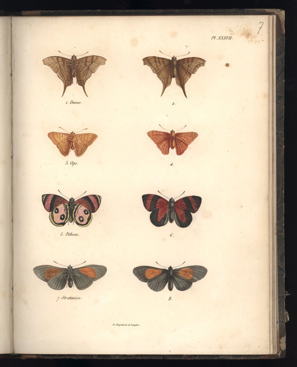 Lepidoptera, Pl. XXXVII, Al. V. Humboldt ve A. Bonplant, Paris, 1821 (renkli gravür) by Baron Friedrich Alexander von Humboldt