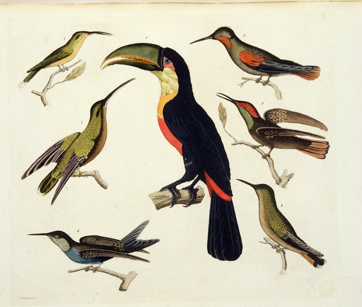 Toucan (ortada), Amazon, Brezilya, 