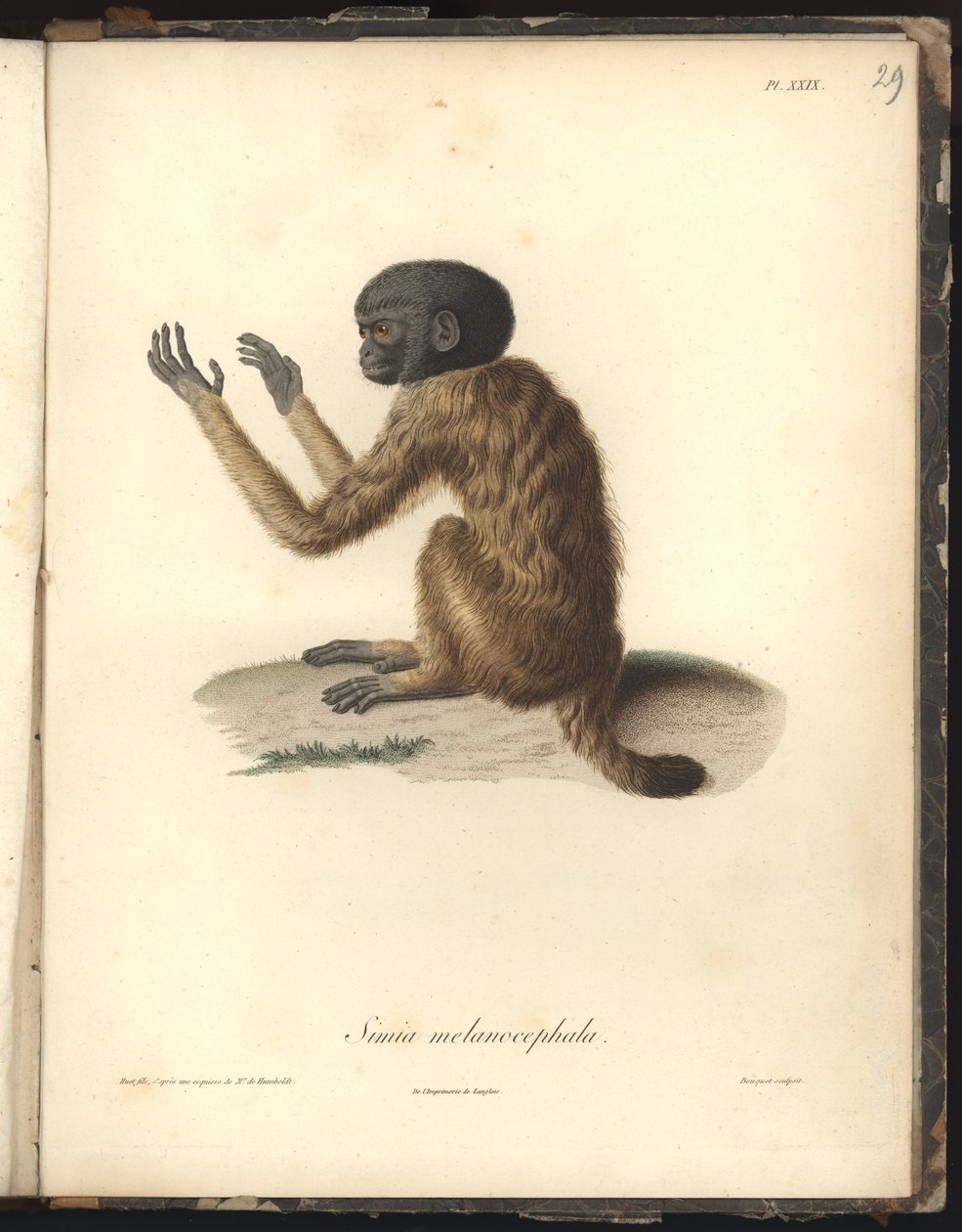 Simia melanocephala, Pl. XXIX, Nicola Huet (1770-1827) tarafından yapılan bir gravürden sonra Louis Bouquet (1765-1814) tarafından oyulmuş çelik, Recueil dobservation de zoologie et danatomie karşılaştırması, oldu bitti by Baron Friedrich Alexander von Humboldt
