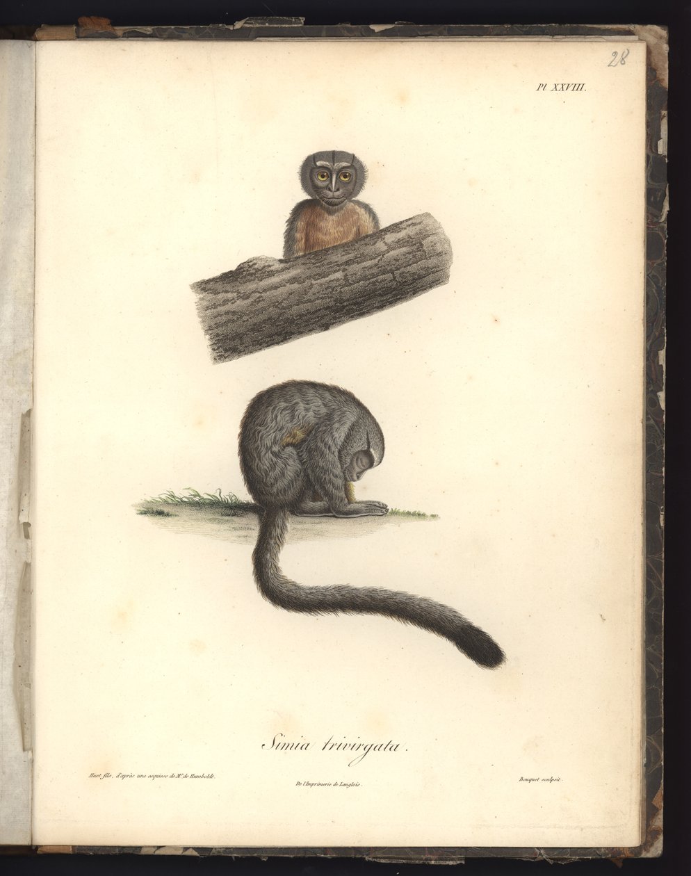 Simia trivirgata, Pl.XXVIII, Nicola Huet (1770-1827) tarafından bir gravürden sonra Louis Bouquet (1765-1814) tarafından oyulmuş çelik, 