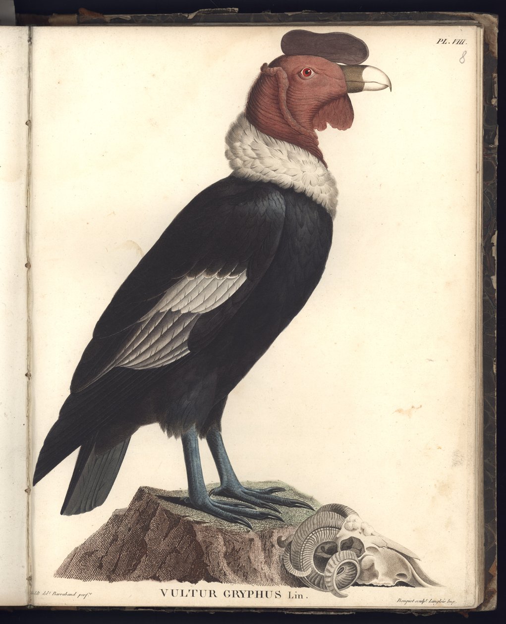 Erkek Akbaba (Vultur gryphus, LIN.), Pl.VIII, 