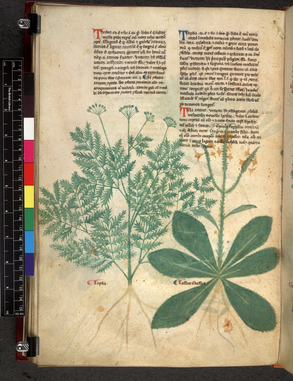 Egerton 747 f.101v Tractatus de Herbis, c.1280-1310 (parşömen üzerine mürekkep ve renk) by Bartholomaei Mini de Senis
