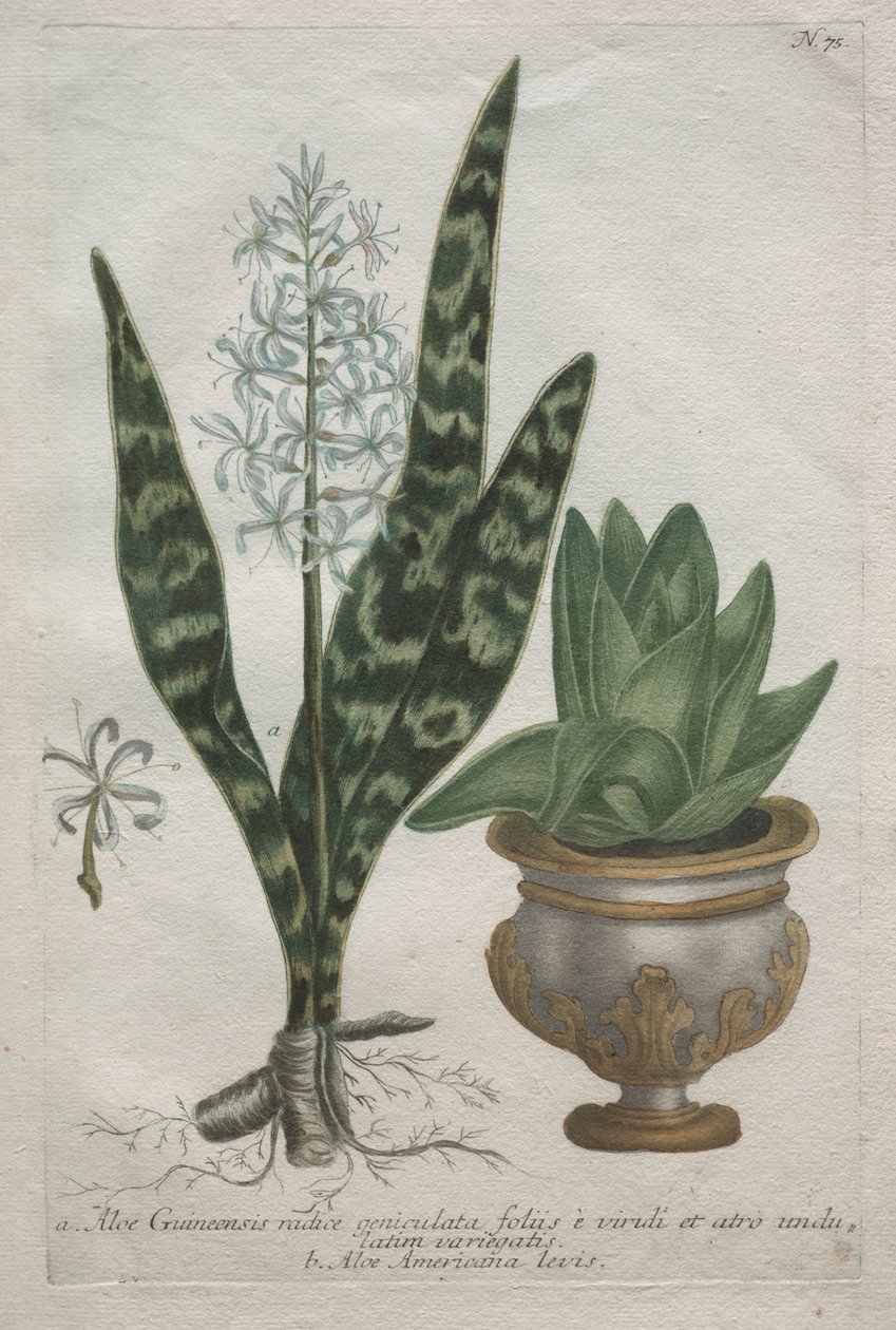 Aloe