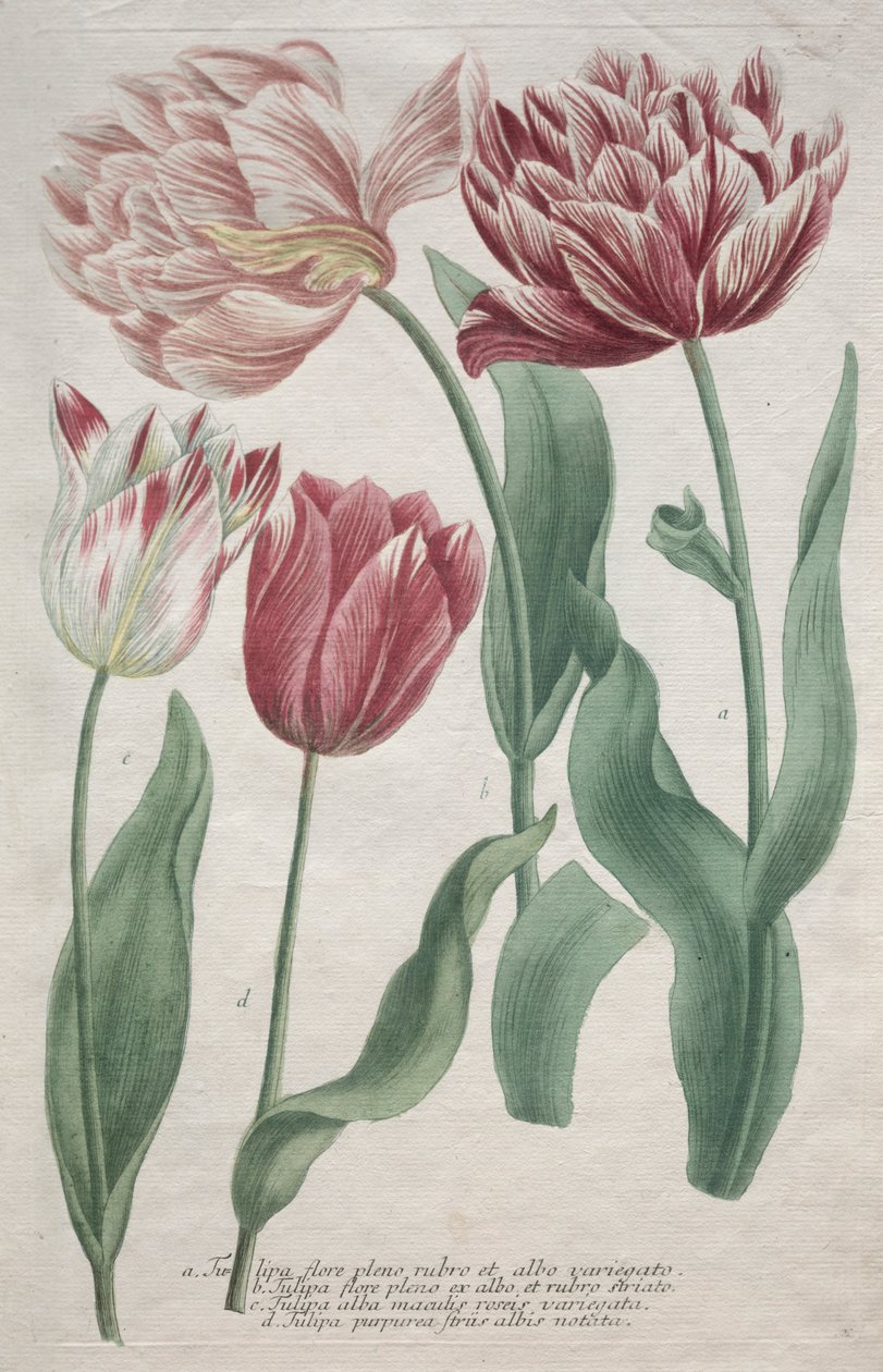 Laleler. by Bartholomaus Seutter
