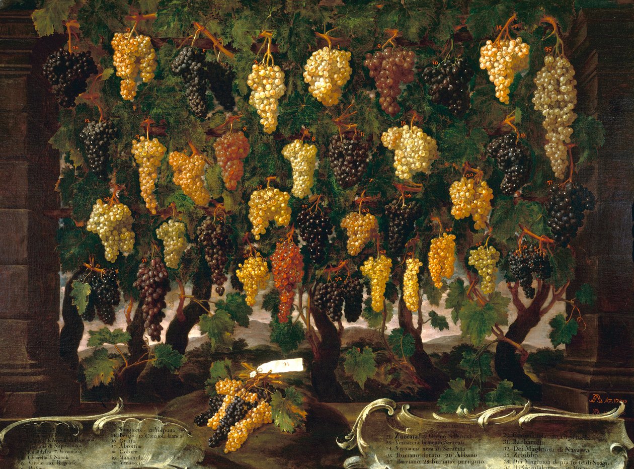 üzüm by Bartolomeo Bimbi