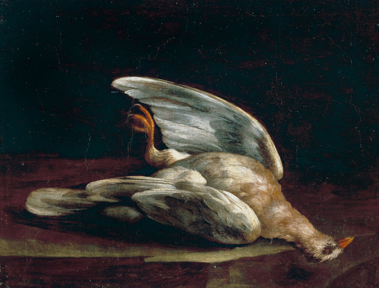 ağaç güvercini by Bartolomeo Bimbi