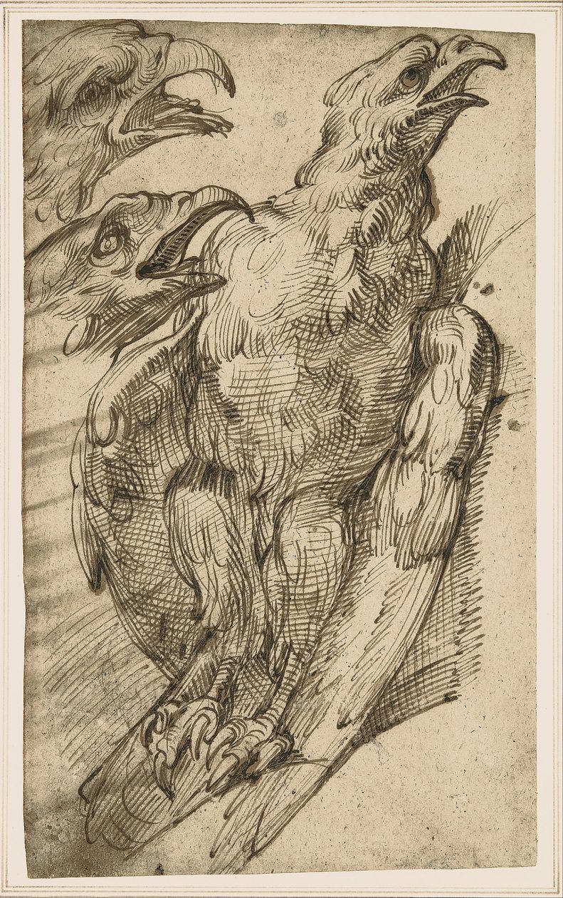 Bir kartalın incelenmesi by Bartolomeo Passarotti