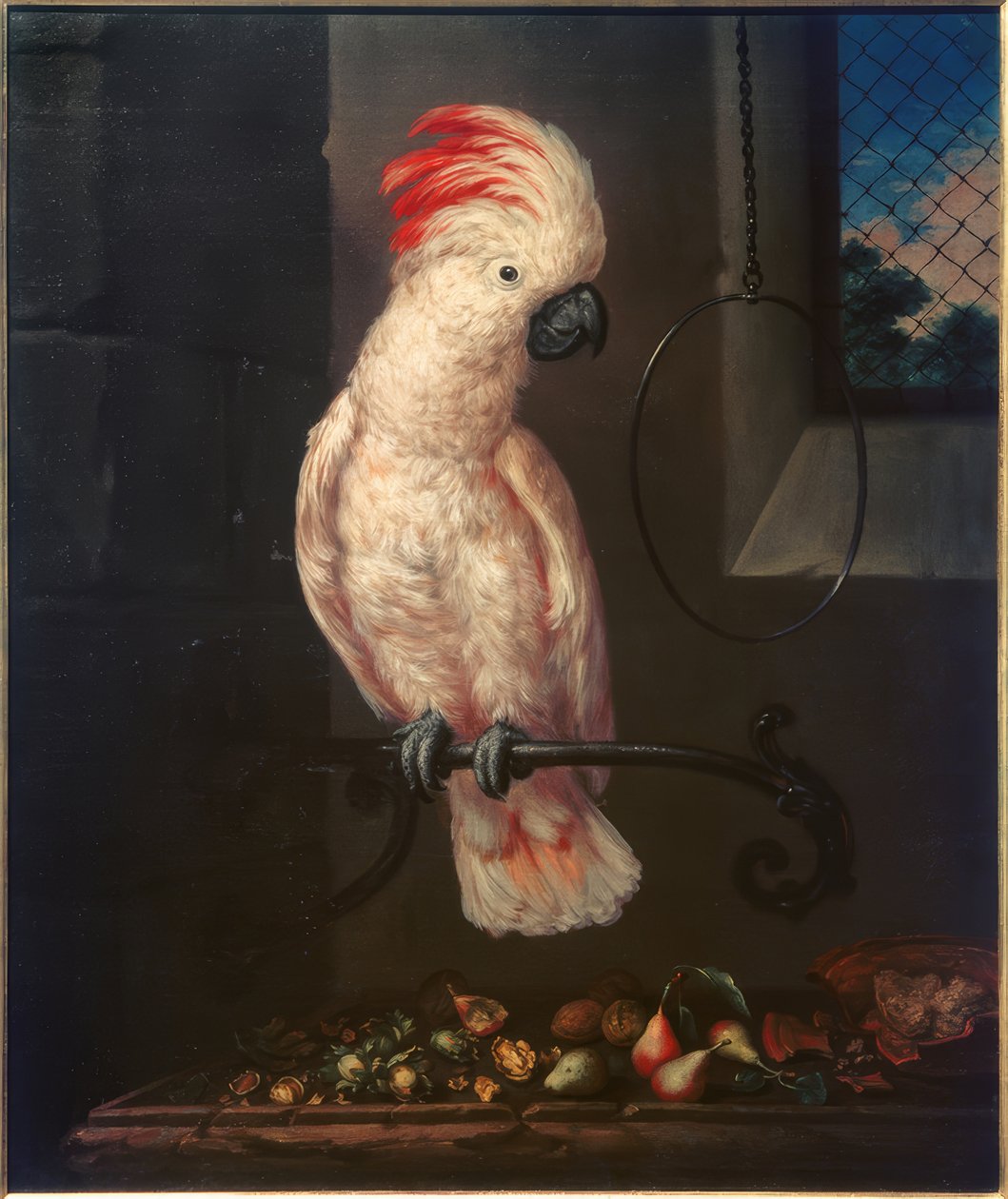 beyaz papağan by Bartolomeo Bimbi