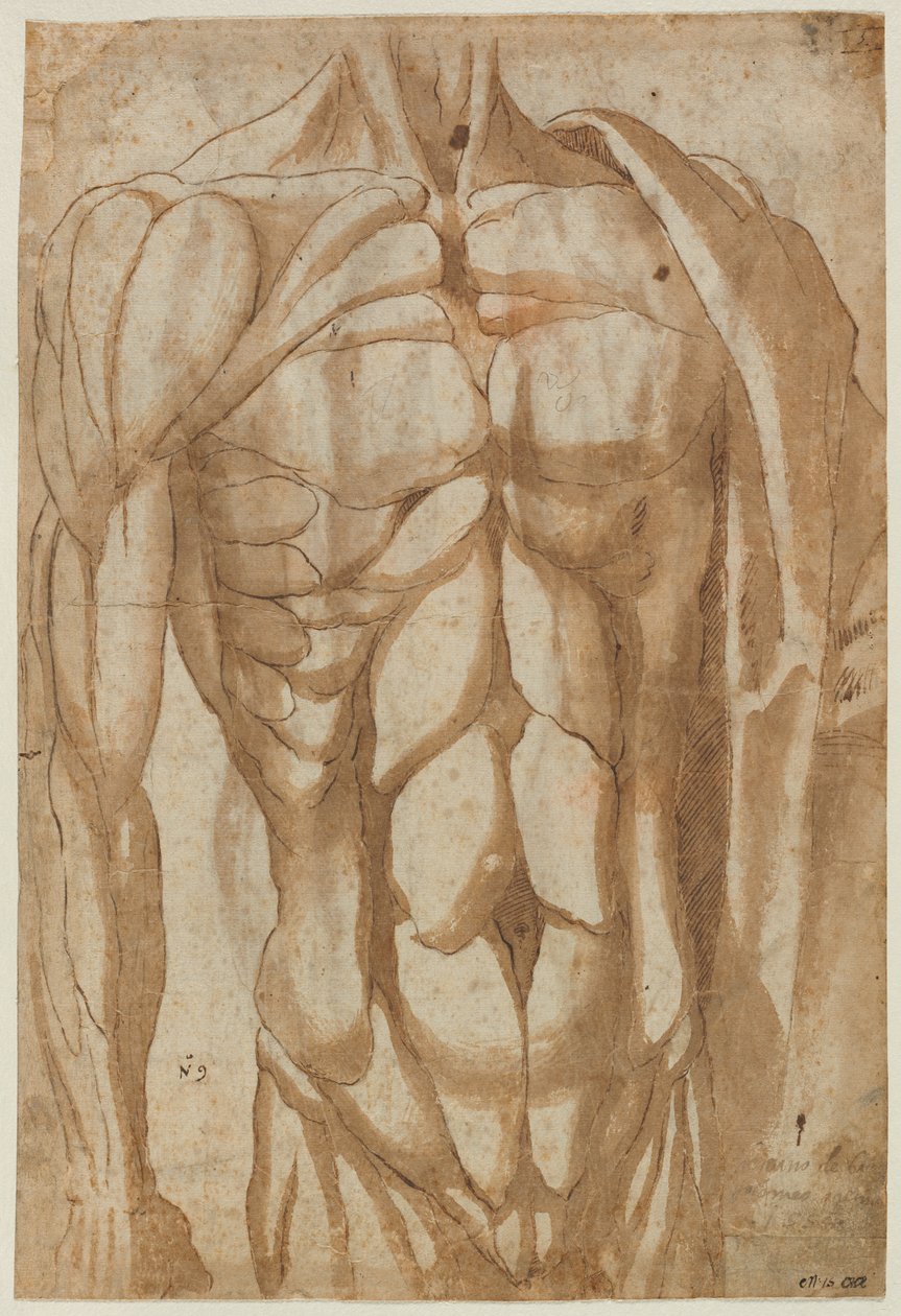 Yüzülmüş Gövde Çalışması, 1554. by Bartolommeo da Arezzo
