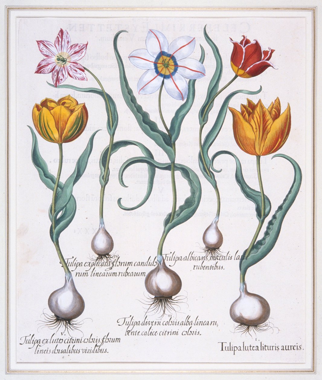 Tulip Lutea Lituris Aureis, Kırık sarı sylvestris tipi lale, 1613 by Basil Besler