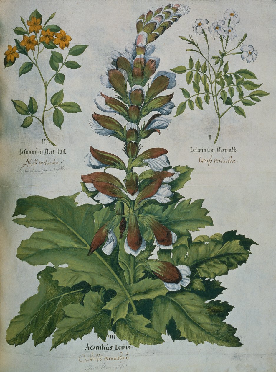 Besler