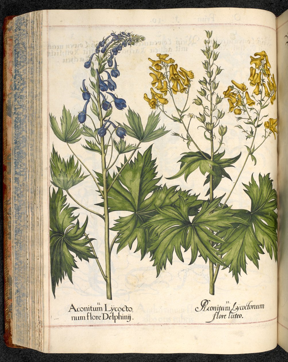 Aconitum lycoctonum (Kurtboğan), Hortus Eystettensis, Basil Besler by Basilius Besler