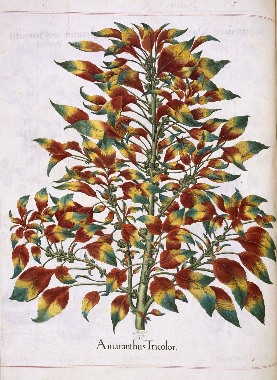 Amaranthus Tricolor, 