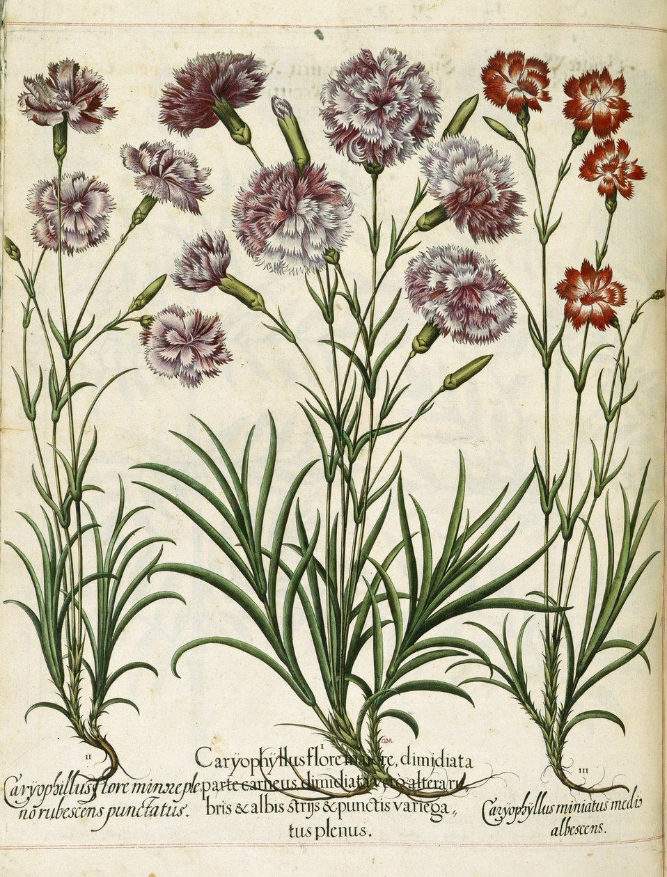 Caryophyllus, 