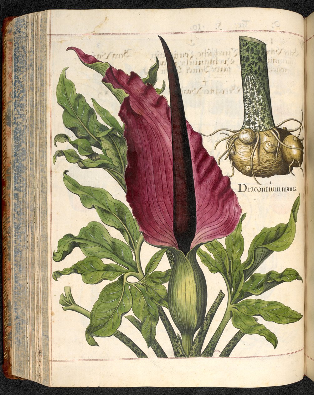 Eystetensis Bahçesinden Dracontium May, Basil Besler by Basilius Besler