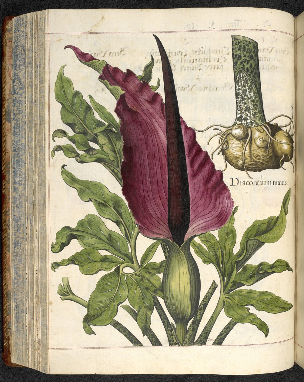 Dracontium May, 