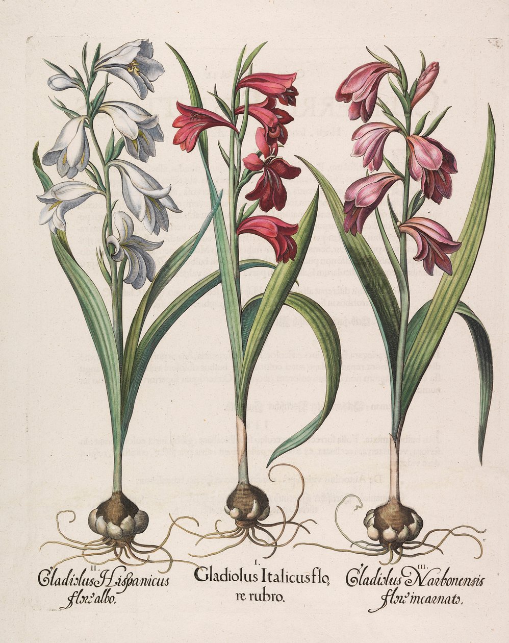 Glayöl italicus kırmızı çiçek, 1613 by Basilius Besler