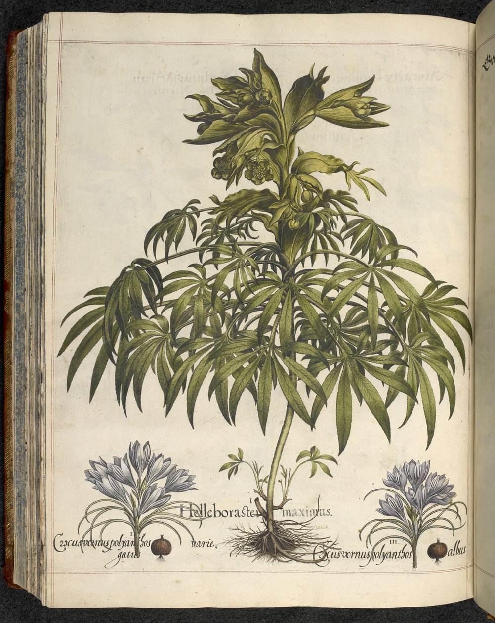 Helleborus, 