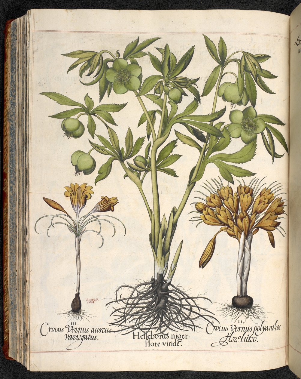 Hortus Eystettensis