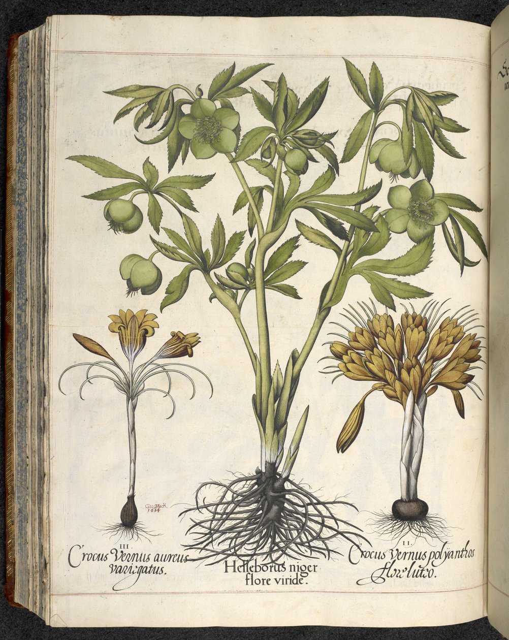 Helleborus niger, 