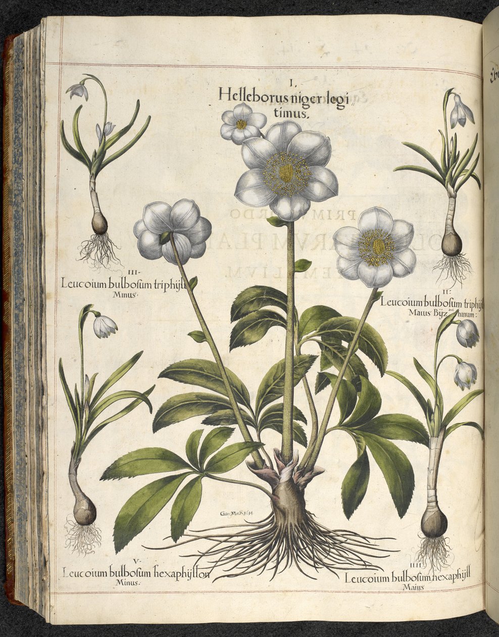 Helleborus niger, 