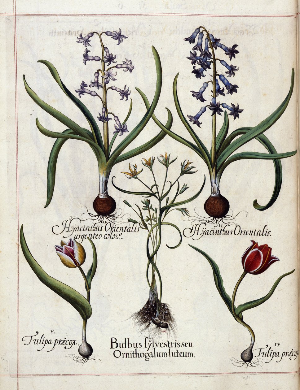 Hortus Eystettensis