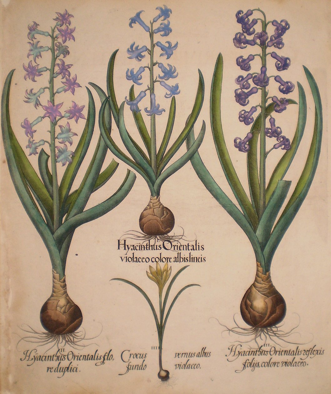  by Basilius Besler