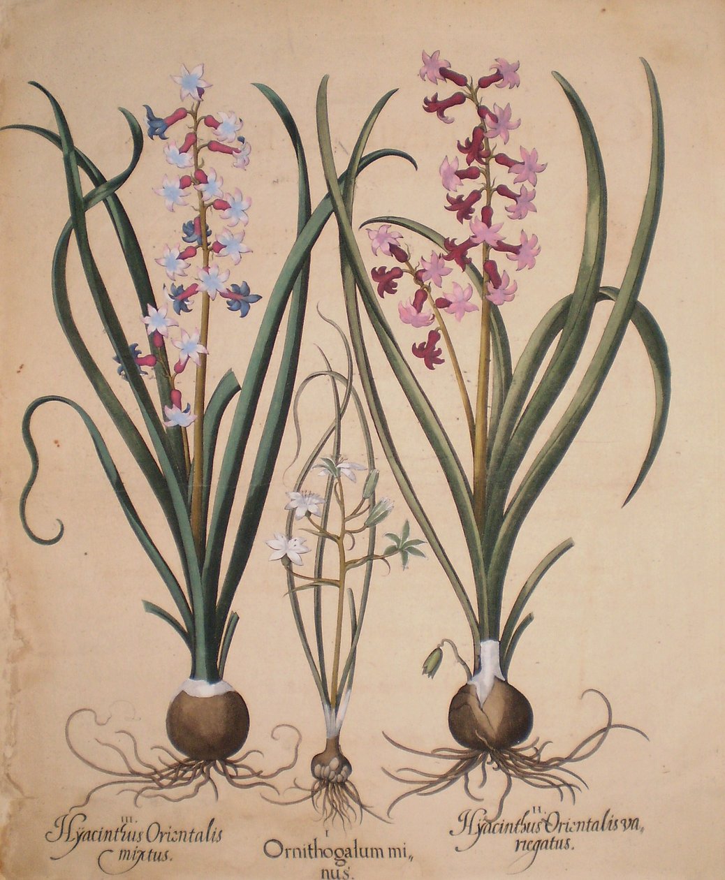  by Basilius Besler