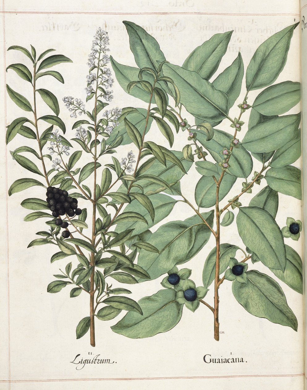 Hortus Eystettensis