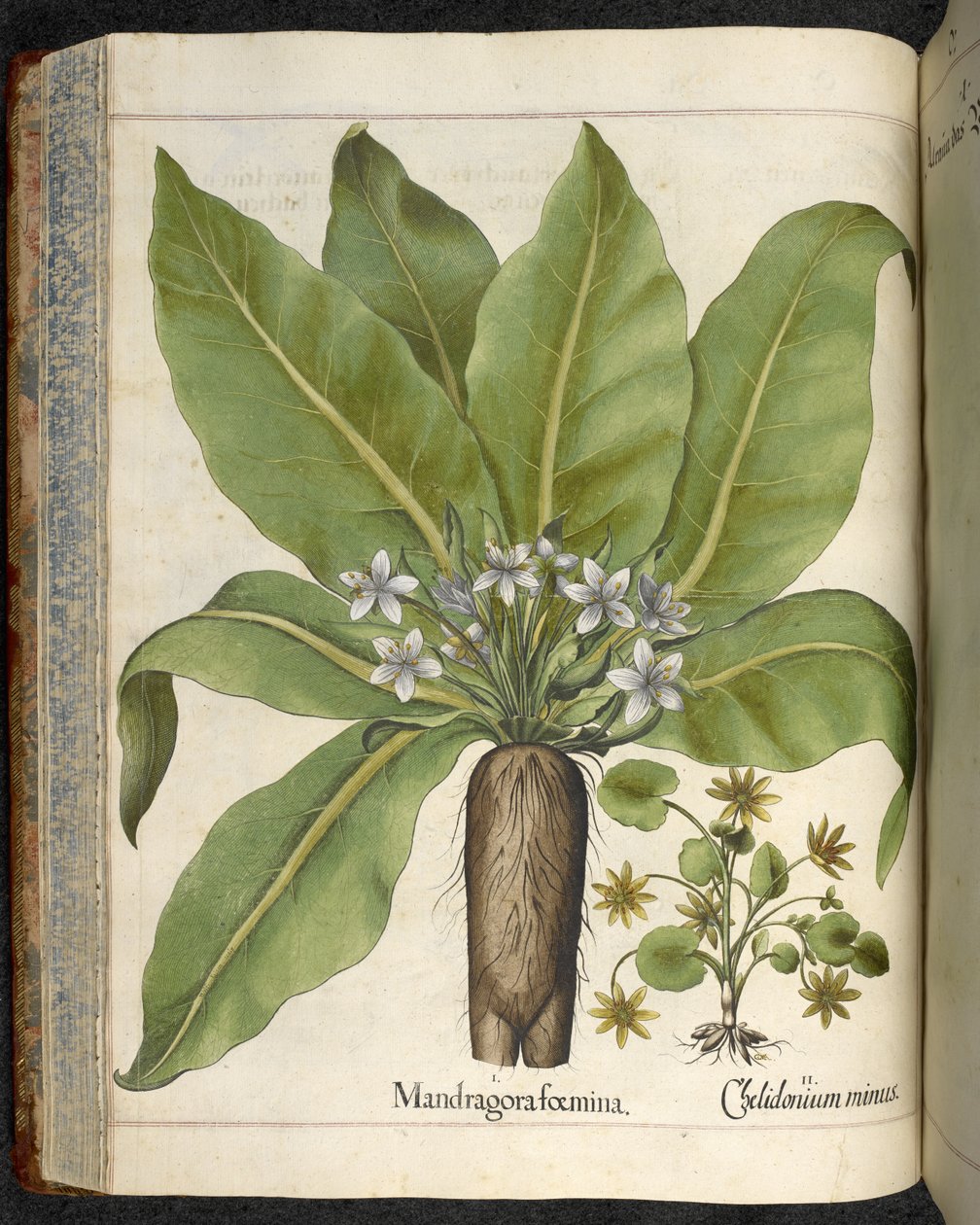 Mandrake Mandragora dişi, 