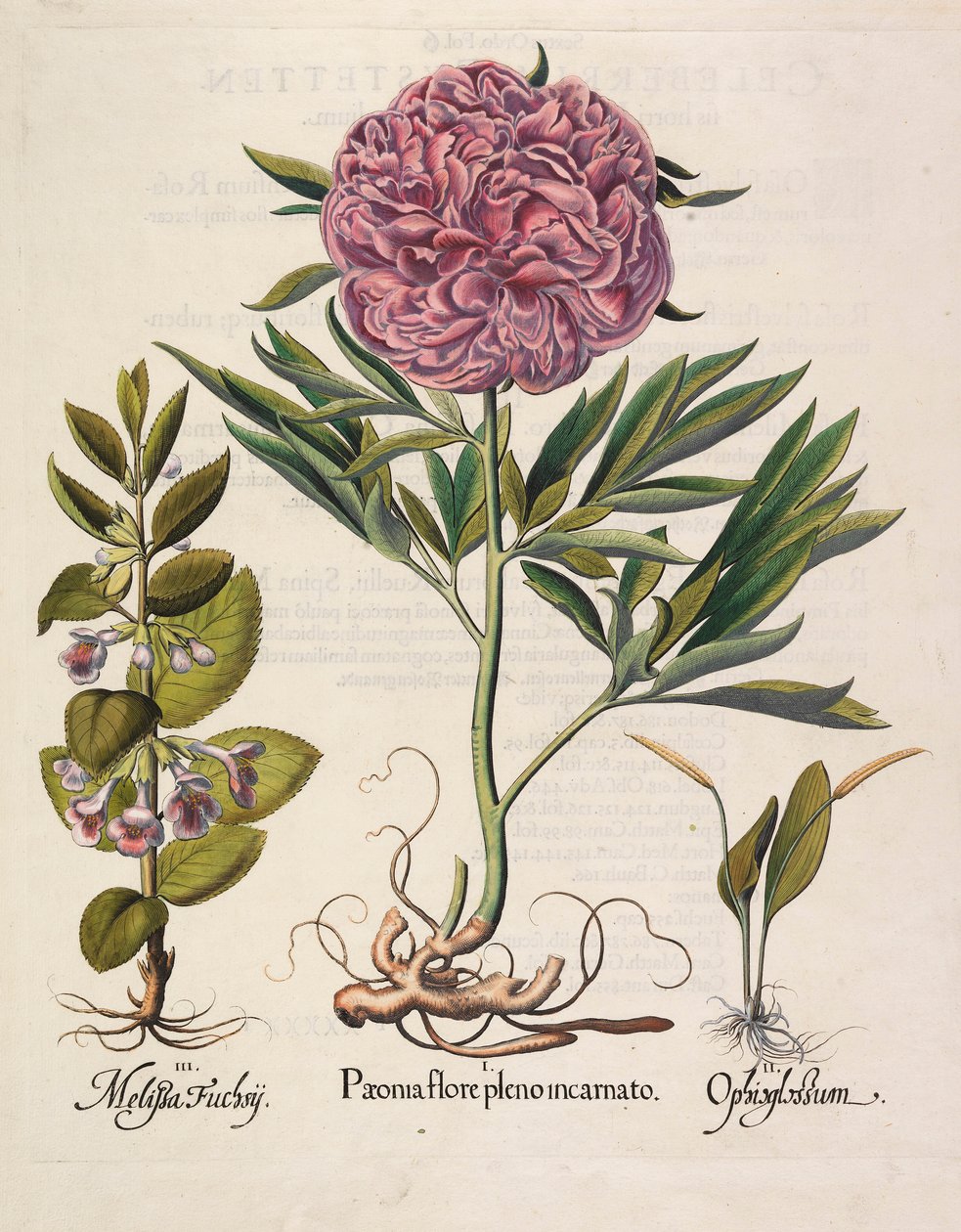 Paeonia çiçek açmış, 1613 by Basilius Besler