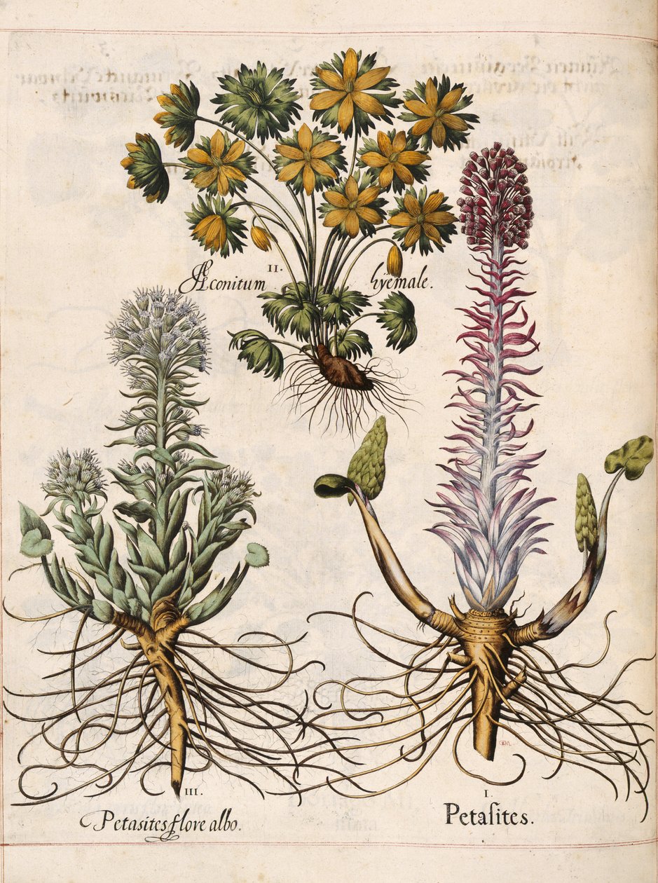 Petasitler, 