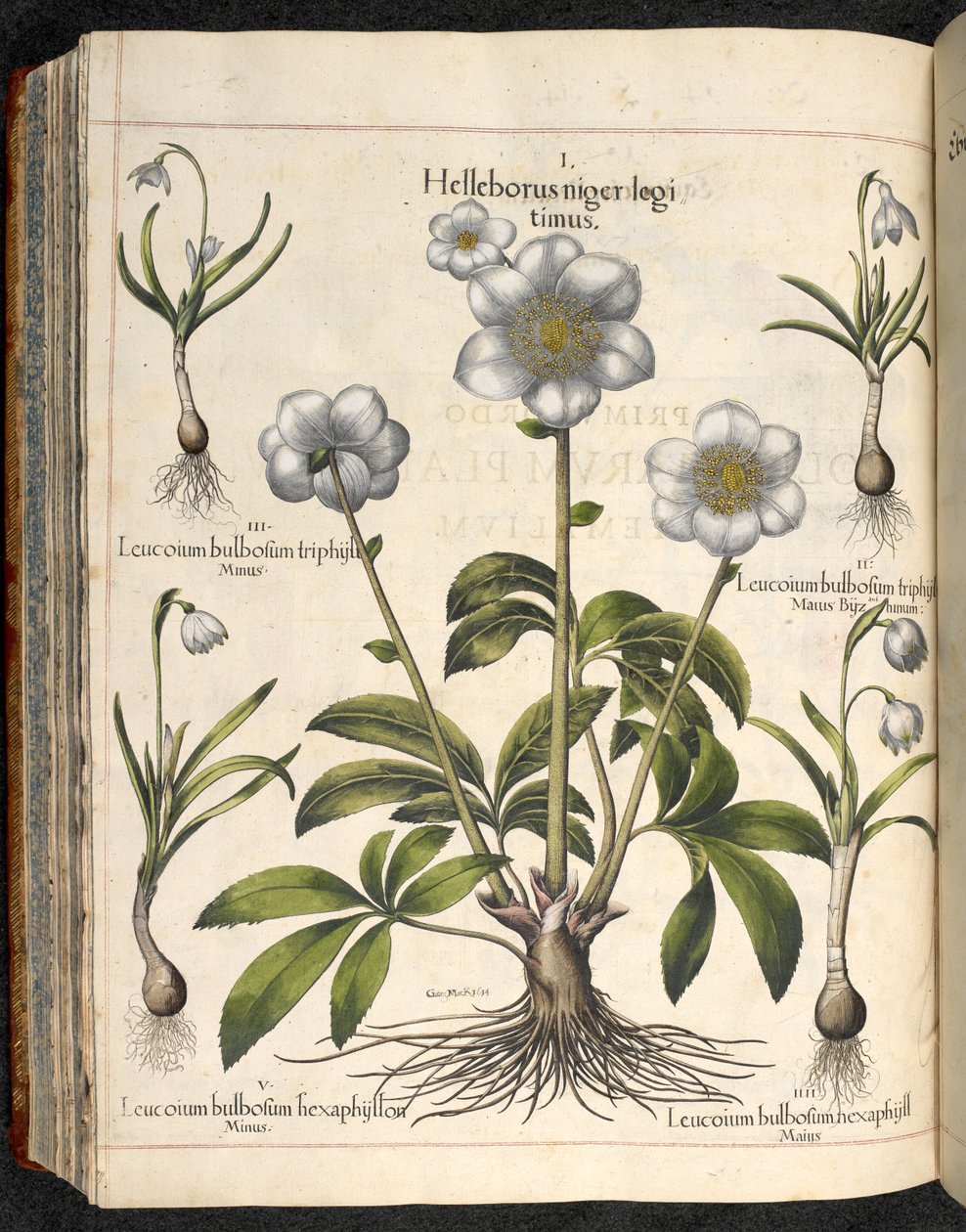 Levha 29: Helleborus niger...   Hortus Eystettensis, ...  Basilius Besler by Basilius Besler