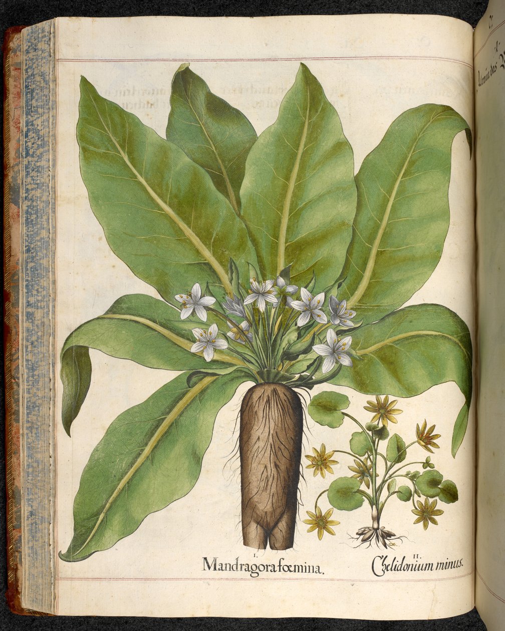 Levha 29: Eystettensis Bahçesinden Mandragora (Mandrake), Basilius Besler tarafından by Basilius Besler