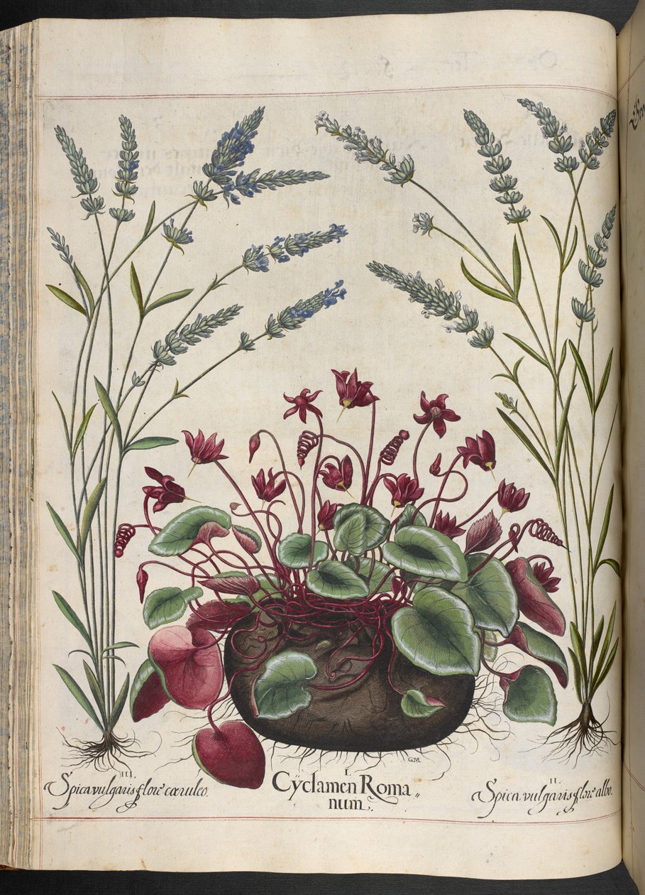 Levha 347: Hortus Eystettensis