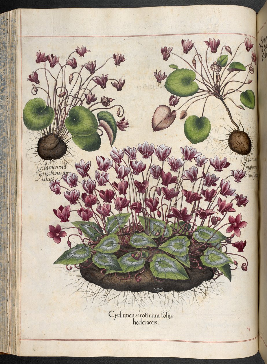 Plaka 348: Siklamen.  Eystettensis Bahçesi, ...  fesleğen besler  1613 by Basilius Besler