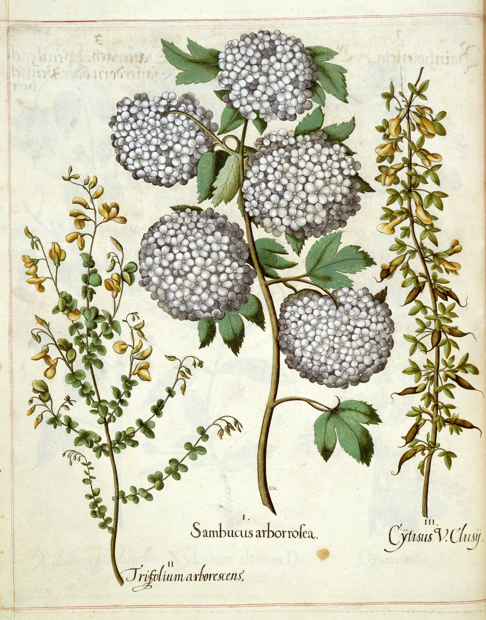 Hortus Eystettensis
