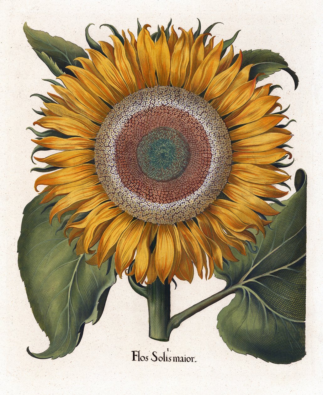 Ortak Ayçiçeği, Flos Solis Maior by Basilius Besler