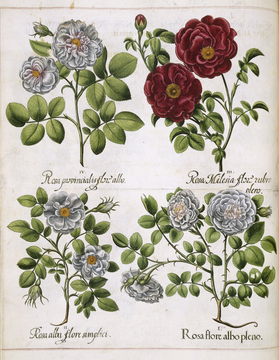 Hortus Eystettensis