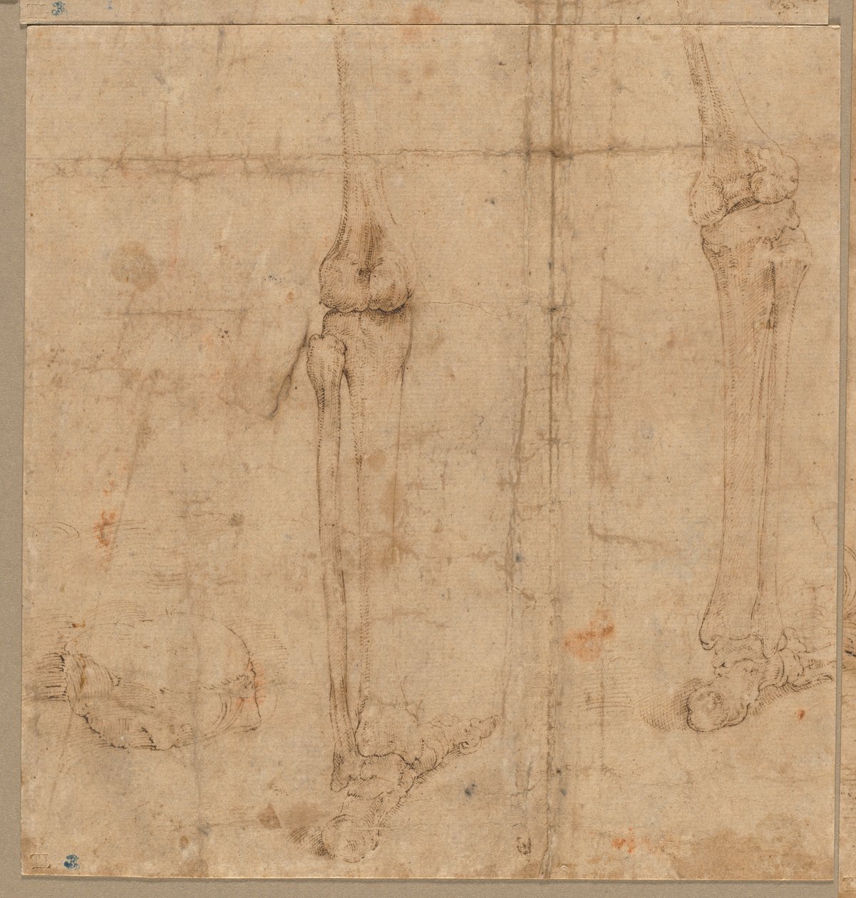 İskeletin Arkadan Alt Yarısı, 1540
