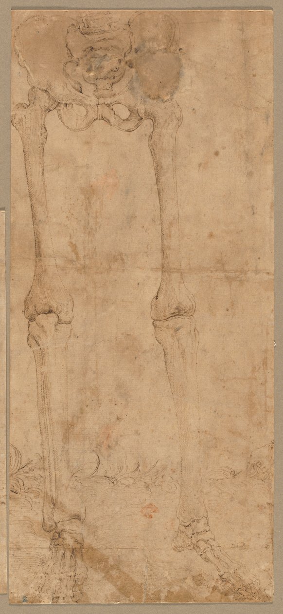 Önden İskeletin Alt Yarısı by Battista Franco
