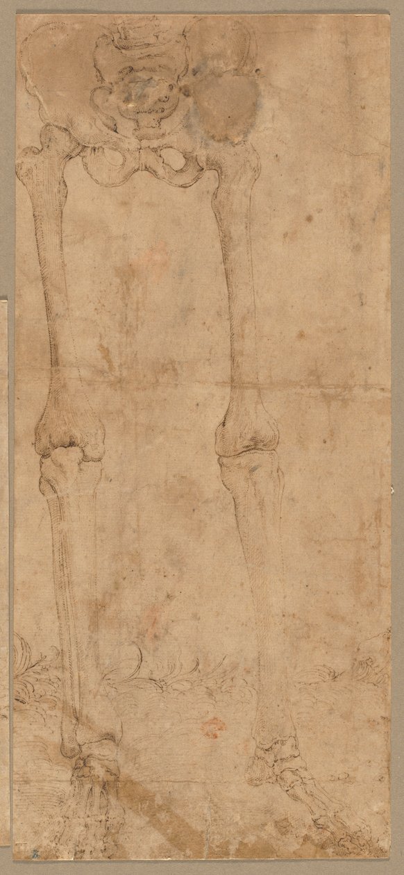İskeletin Önden Alt Yarısı, 1540
