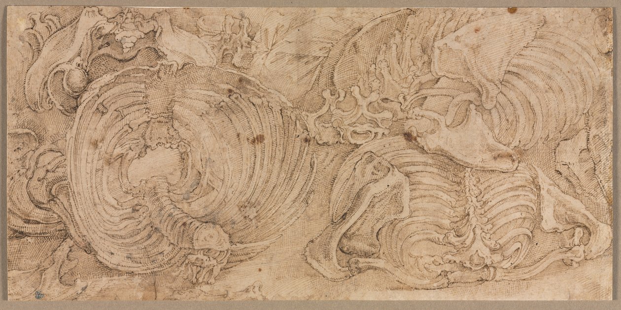 Göğüs Kafesleri, 1540
