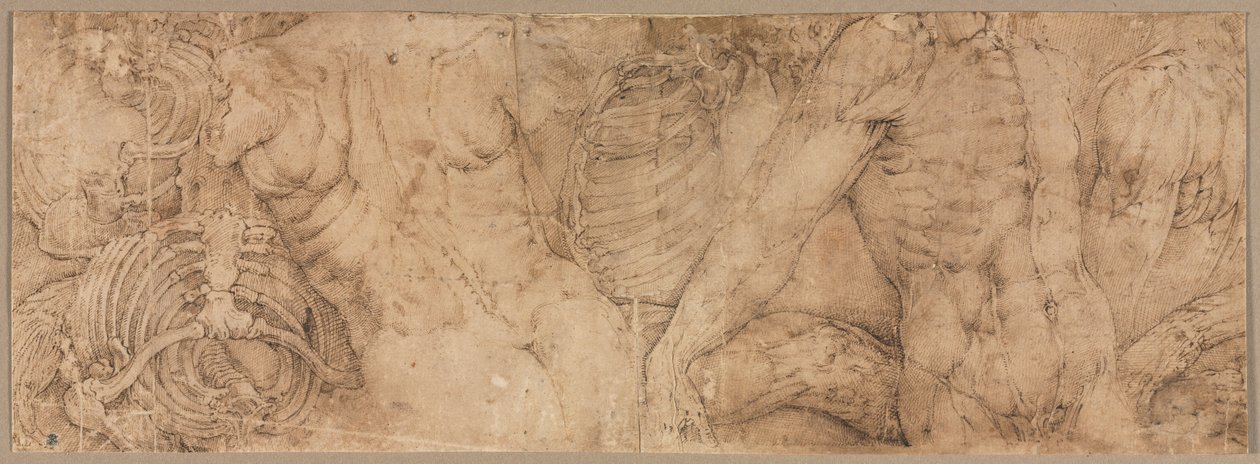 Göğüs kafesli gövdeler, 1540