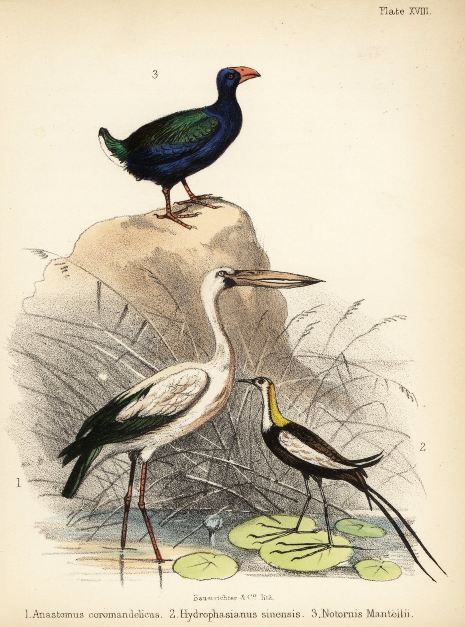 Asya açık gagalı, sülün kuyruklu jacana ve takahe. 1855 (litografi) by Bauerrichter