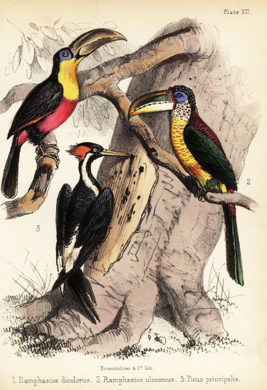 Yeşil gagalı tukan, kıvrımlı aracari ve fildişi gagalı woodp 1855 (litografi) by Bauerrichter