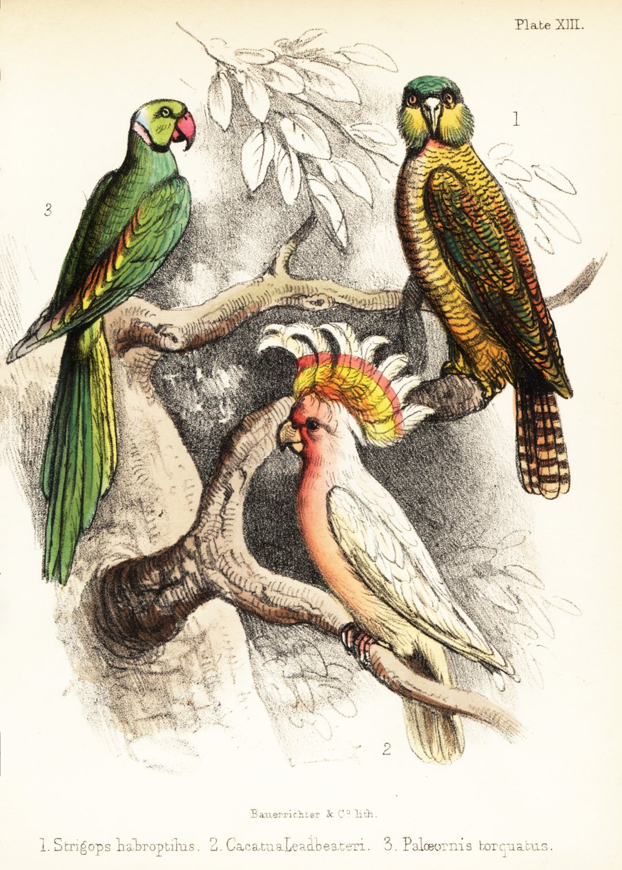 Kakapo, Binbaşı Mitchell