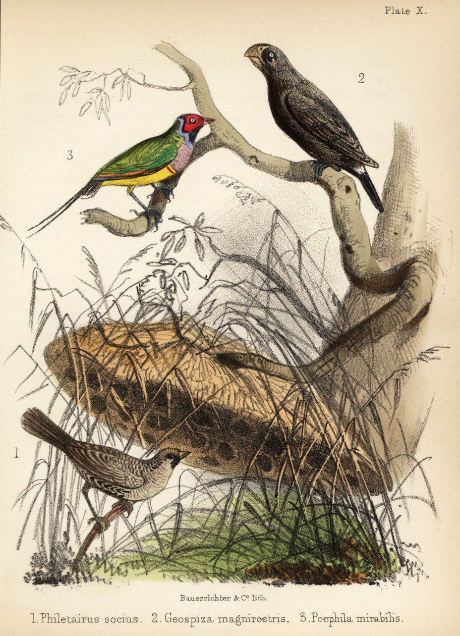 Girişken dokumacı, büyük yer ispinozu ve Gouldian ispinozu. 1855 (litografi) by Bauerrichter