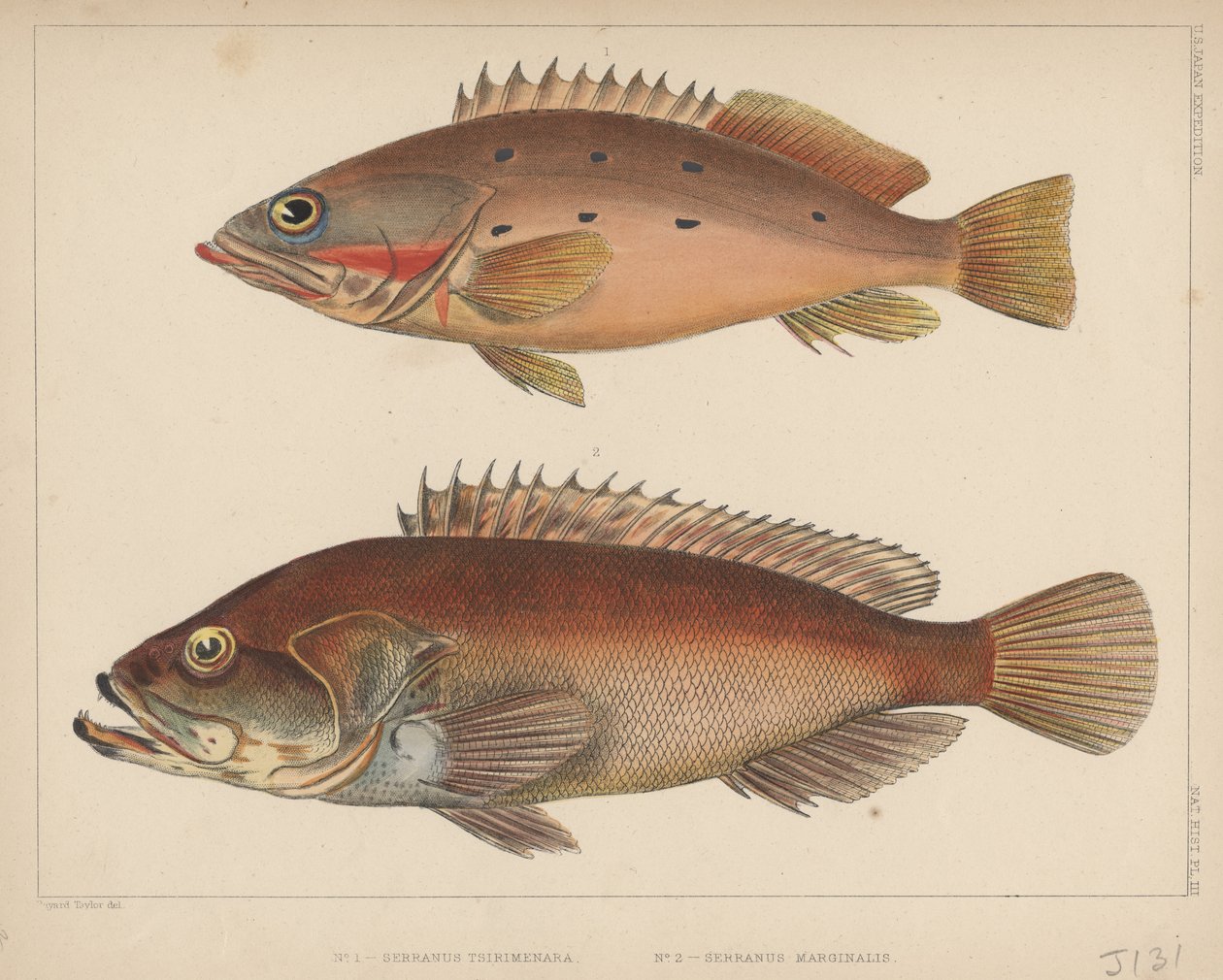 1. Serranus Tsirimenara, 2. Serranus Marginalis, 1855 by Bayard Taylor